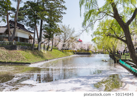 開花鶴岡公園 開花鶴岡公園 50154845