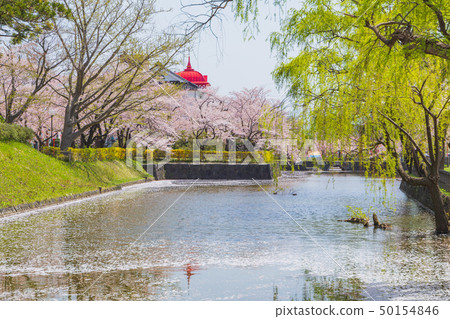 開花鶴岡公園 50154846