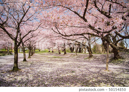 開花鶴岡公園 50154850