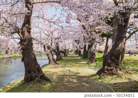 Flowering Tsuruoka Park 50154851