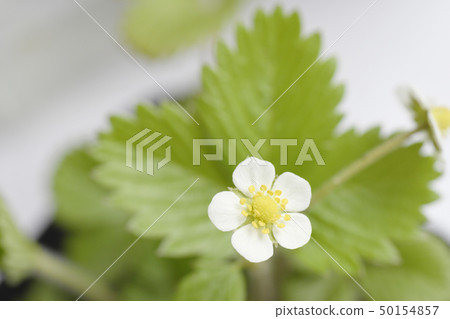 Wild strawberry flower Wild strawberry Wild rose Wild strawberry Blooming flower Fruit Half of strawberry Strawberry flower Strawberry flower 50154857