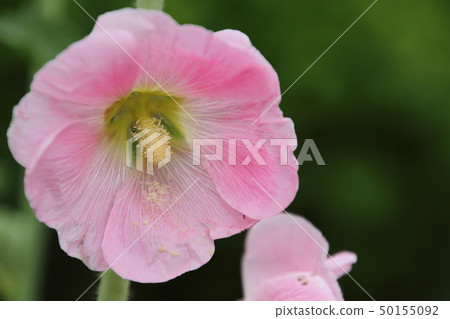 Aoi在初夏開花 Aoi在初夏開花 50155092