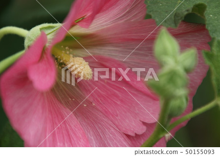 Aoi在初夏開花 Aoi在初夏開花 50155093