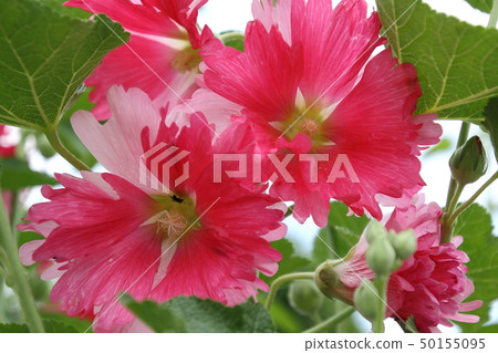 Aoi在初夏開花 50155095
