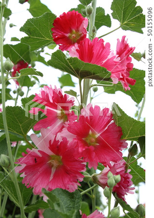 Aoi在初夏開花 Aoi在初夏開花 50155096