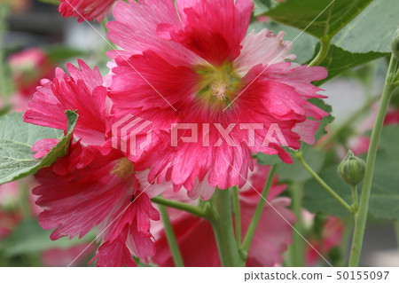 Aoi在初夏開花 Aoi在初夏開花 50155097