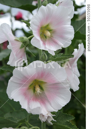 Aoi在初夏開花 50155098