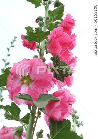 Aoi在初夏開花 50155100