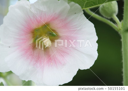 Aoi在初夏開花 Aoi在初夏開花 50155101
