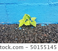 Fences and Plants 50155145