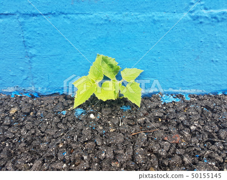柵欄和植物 柵欄和植物 50155145