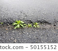 Asphalt Between Life 50155152