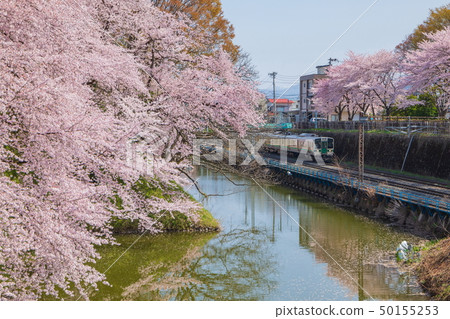 Cherry blossoms and trains in Ibaraki Park 50155253