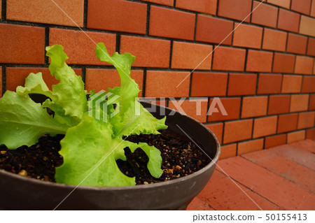 Leaf lettuce 50155413