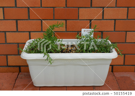 Veranda rosemary Veranda rosemary 50155419