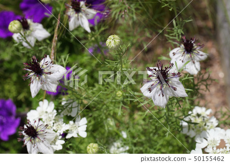 Nigella African Bride Flower 50155462