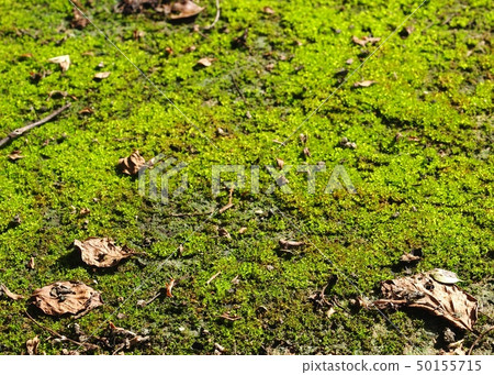 moss covering growing on wet old brown brick floor moss covering growing on wet old brown brick floor 50155715