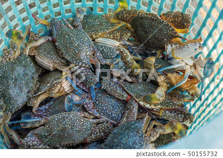 Alive Fresh Crab in the Plastic Basket 50155732