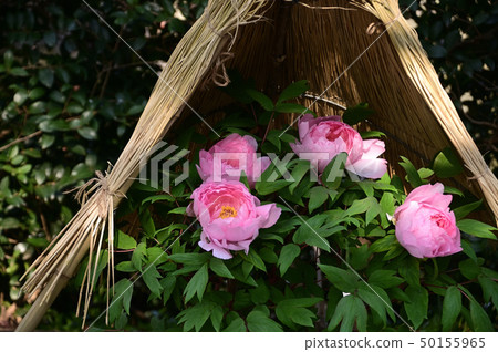 Peony 50155965