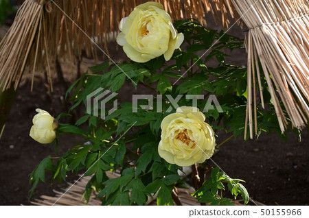 Peony Peony 50155966