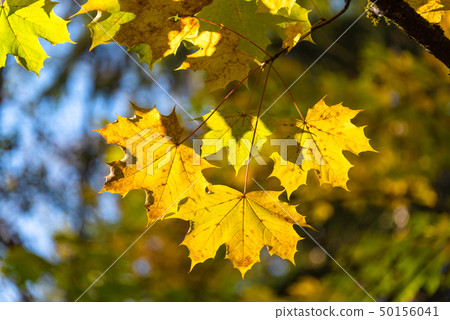 Yellow maple leaves lighted up with sun on autumn season 50156041
