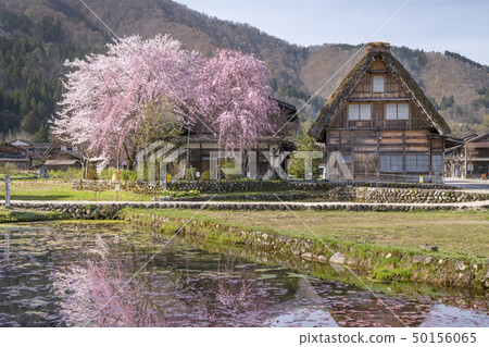 Shirakawago of spring where cherry blossoms bloom 50156065