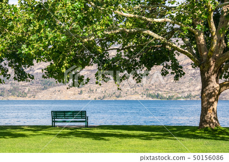 Lonely bench on lake shore under the crown of chestnut tree Lonely bench on lake shore under the crown of chestnut tree 50156086