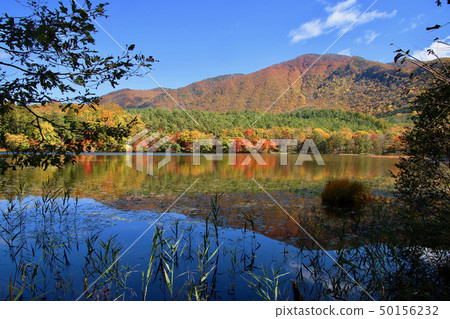 Autumn Kannonuma Forest Park (Minami Aizu, Shimogo-cho) Autumn Kannonuma Forest Park (Minami Aizu, Shimogo-cho) 50156232