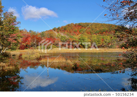Autumn Kannonuma Forest Park (Minami Aizu, Shimogo-cho) Autumn Kannonuma Forest Park (Minami Aizu, Shimogo-cho) 50156234