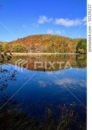 Autumn Kannonuma Forest Park (Minami Aizu, Shimogo-cho) 50156237