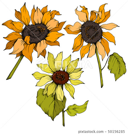 Vector Sunflower floral botanical flowers. Yellow and green engraved ink art. Isolated sunflower Vector Sunflower floral botanical flowers. Yellow and green engraved ink art. Isolated sunflower 50156285