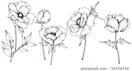 Vector Anemone floral botanical flowers. Black and white engraved ink art. Isolated anemone Vector Anemone floral botanical flowers. Black and white engraved ink art. Isolated anemone 50156330