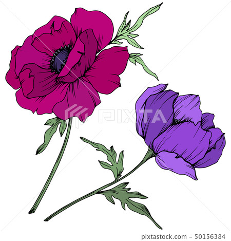 Vector Anemone floral botanical flowers. Black - Stock