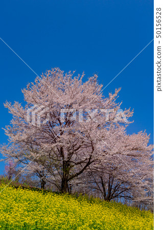 強姦領域和櫻花和藍天盛開 強姦領域和櫻花和藍天盛開 50156528