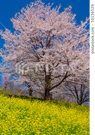 強姦領域和櫻花和藍天盛開 50156529
