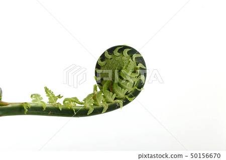 Wild vegetables, kogomi Wild vegetables, kogomi 50156670