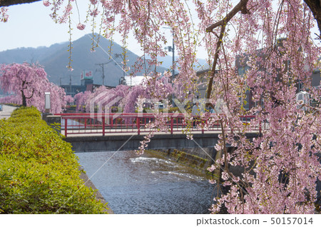 Cherry blossoms in Tendo city Kurazugawa Cherry blossoms in Tendo city Kurazugawa 50157014
