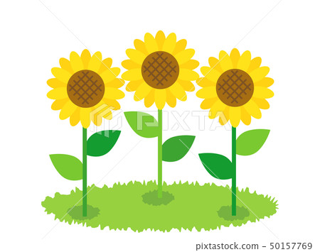 向日葵5 插圖素材 圖庫