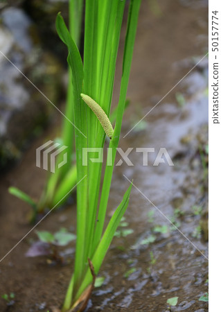 節目之花 50157774