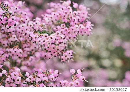 Pink Janome Erika Flower 50158027