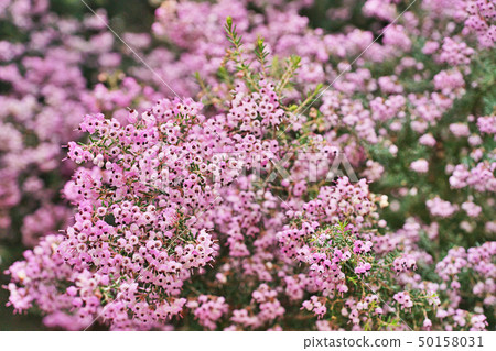 Pink Janome Erika Flower 50158031