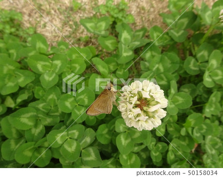 三葉草白色抓草 三葉草白色抓草 50158034
