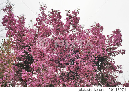 Pink Janome Erika Flower Pink Janome Erika Flower 50158074