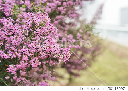 粉紅色的Janome Erika花 50158097