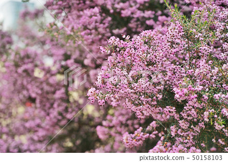 粉紅色的Janome Erika花 50158103