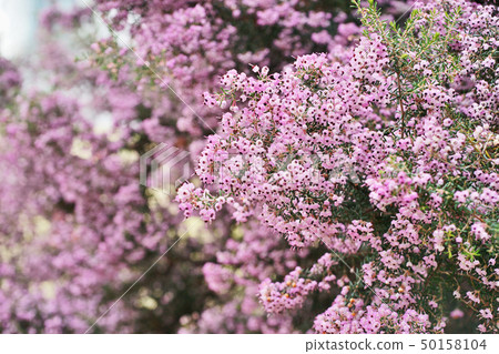 粉紅色的Janome Erika花 50158104