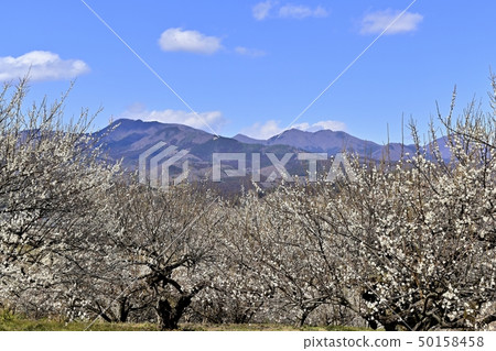 Flowering Gunma Haruna Meirin Flowering Gunma Haruna Meirin 50158458
