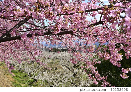 Kawazu cherry blossoms in flowering Gunma-go-go plum grove Kawazu cherry blossoms in flowering Gunma-go-go plum grove 50158498