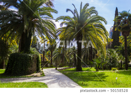 Russia, Sochi, territory of city park Dendrarium, Arboretum . Russia, Sochi, territory of city park Dendrarium, Arboretum . 50158528