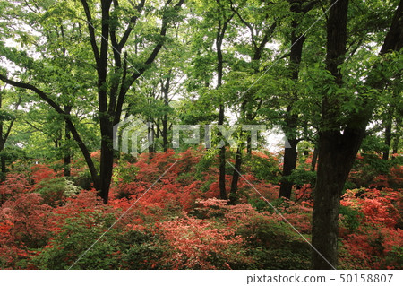 Nihon Kijima的山杜鵑花 50158807